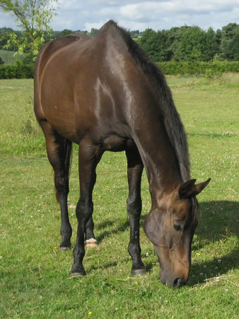 Golly grazing in a green paddock