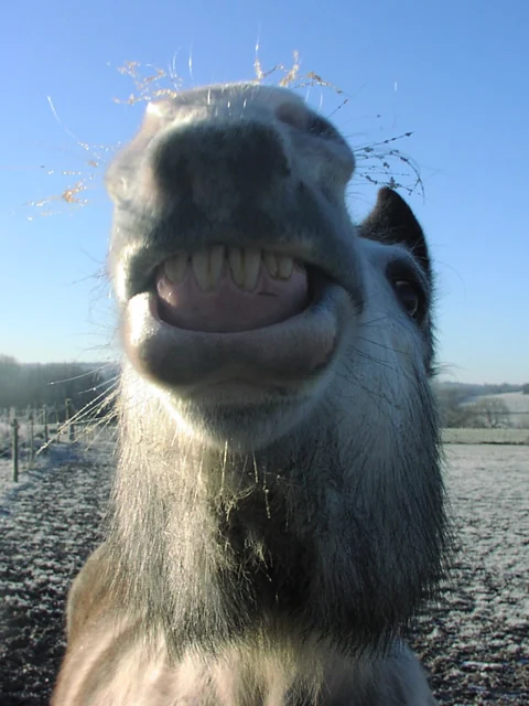 Homer giving the camera a toothy smile