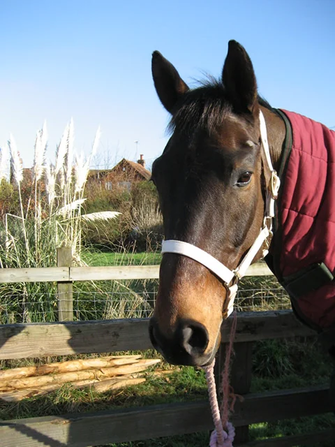 Kiwi standing by the paddock fence