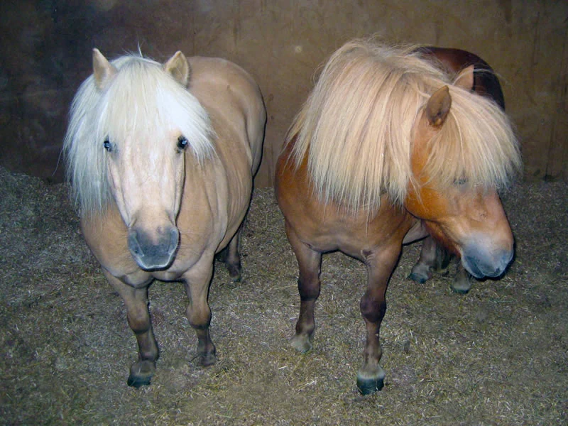 Two Shetland ponies together