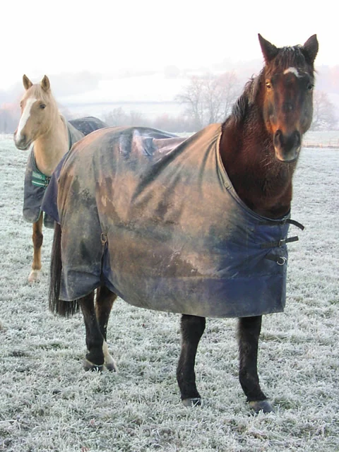 Two horses together in a frosty field